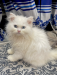Blue eyes female persian